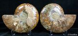 Inch Split Ammonite Pair #2635-2